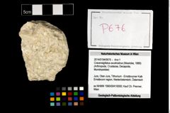 Foto (Objekt + Etikett) von Cracensigillatus acutirostrus (Moericke, 1889)  (NHMW-GEO-2014-0194-0676)